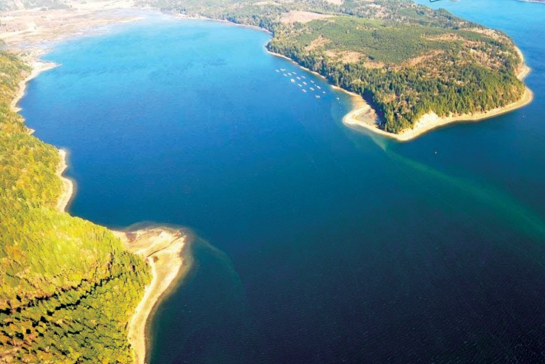 Harmful algae blooms continue to expand in Jefferson County, and recent shellfish samples taken from Quilcene Bay were found to contain elevated levels of the marine biotoxin that causes Paralytic Shellfish Poisoning.